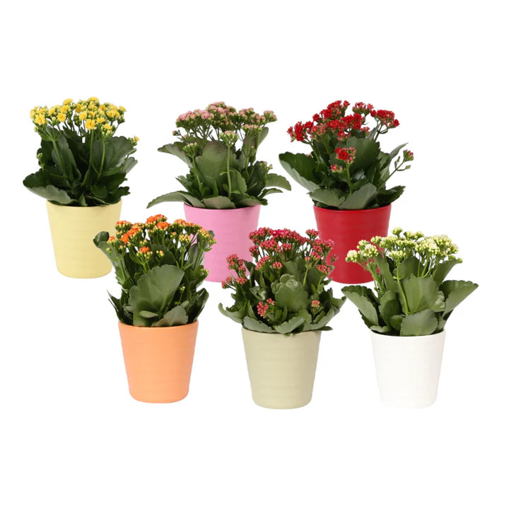 Kalanchoe Çiçeği