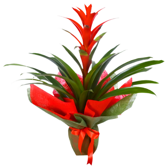 Kırmızı & Yeşil Buketli Beton Saksıda Guzmania