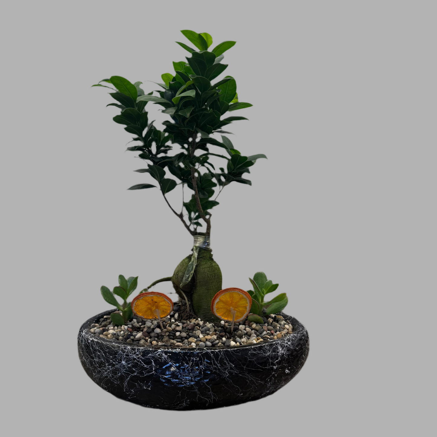 Kayık Saksıda Bonsai & Sukulent