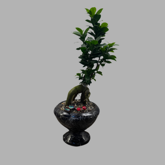 Ayaklı Saksıda Bonsai Ağacı