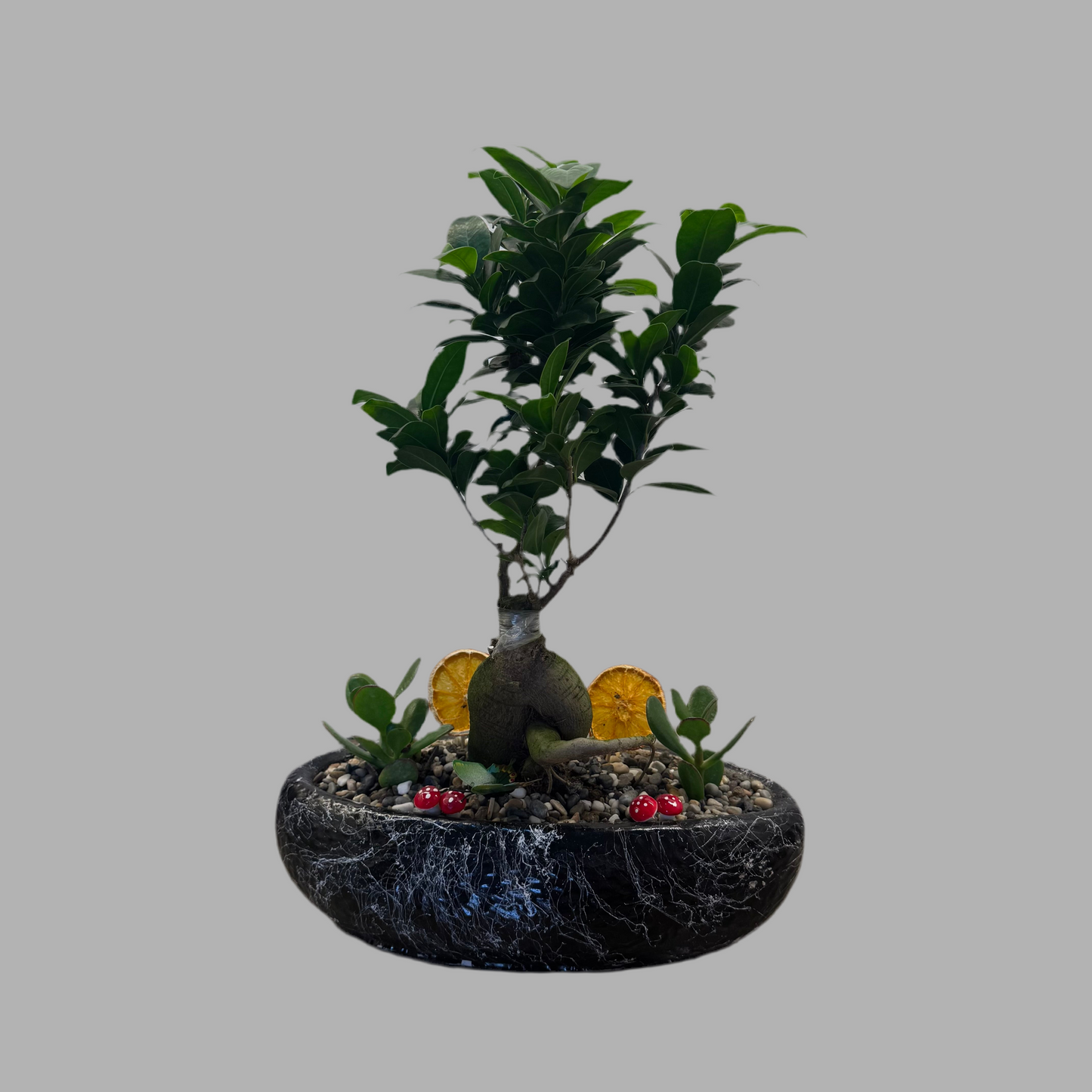 Kayık Saksıda Bonsai & Sukulent