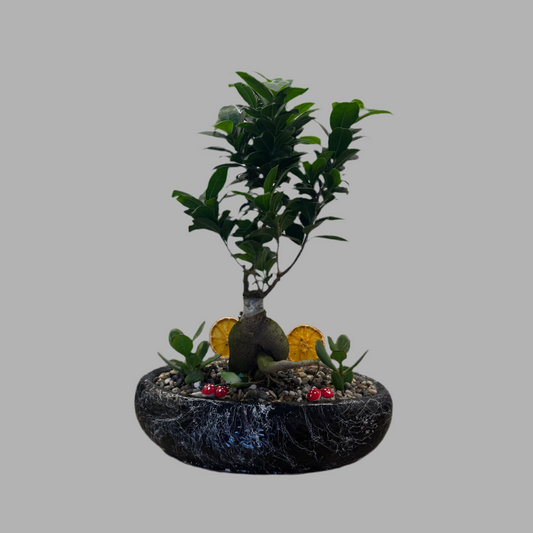 Kayık Saksıda Bonsai & Sukulent