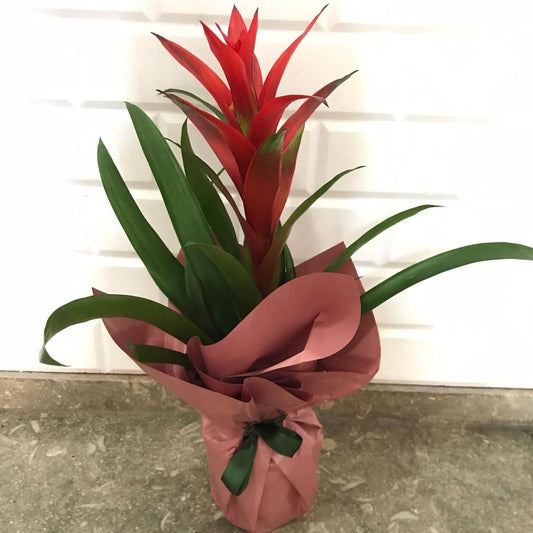 Somon Buketli Beton Saksıda Guzmania