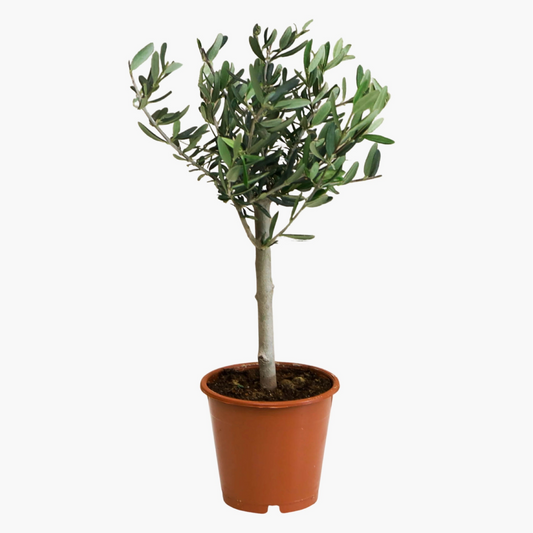Zeytin Ağacı Bonsai